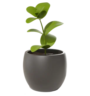 Plante