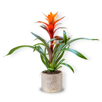 Guzmania în Ghiveci Ceramic