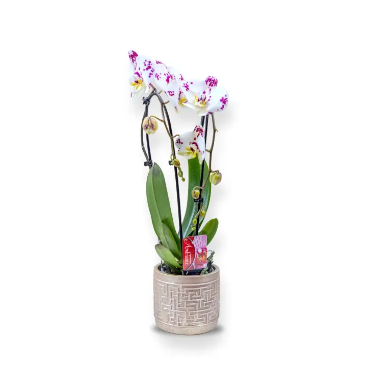Orhidee Phalaenopsis în Vas Ceramic (v)