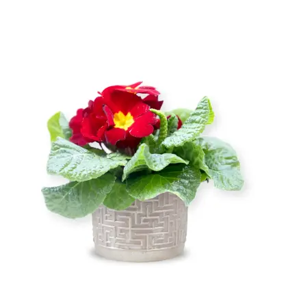 Primula roșie cu vas ceramic