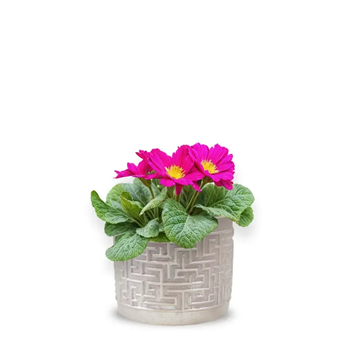 Primula ciclam cu vas ceramic