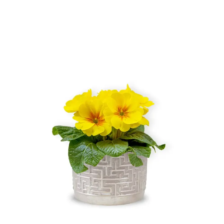 Primula galbenă cu vas ceramic