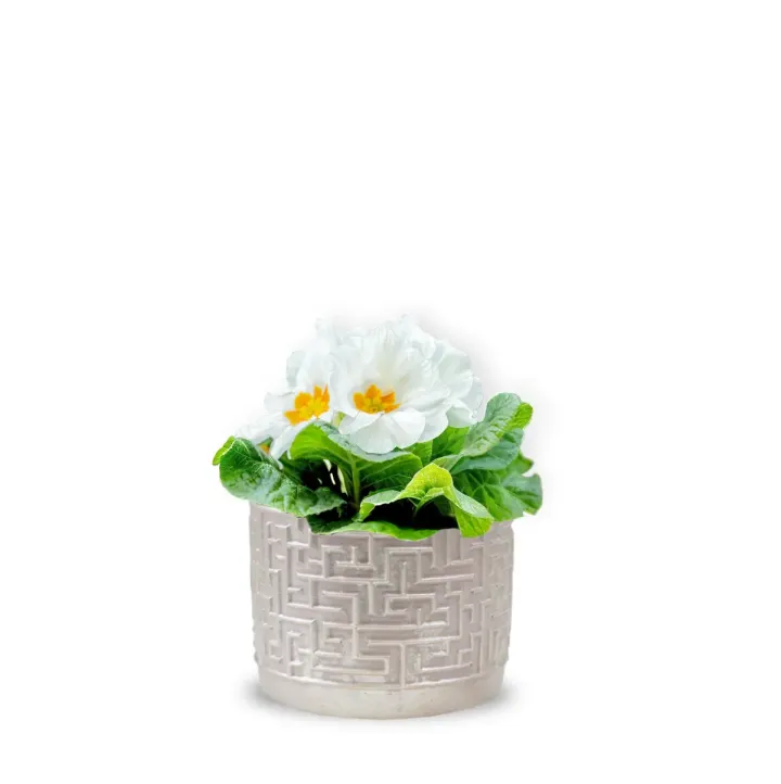 Primula albă cu vas ceramic