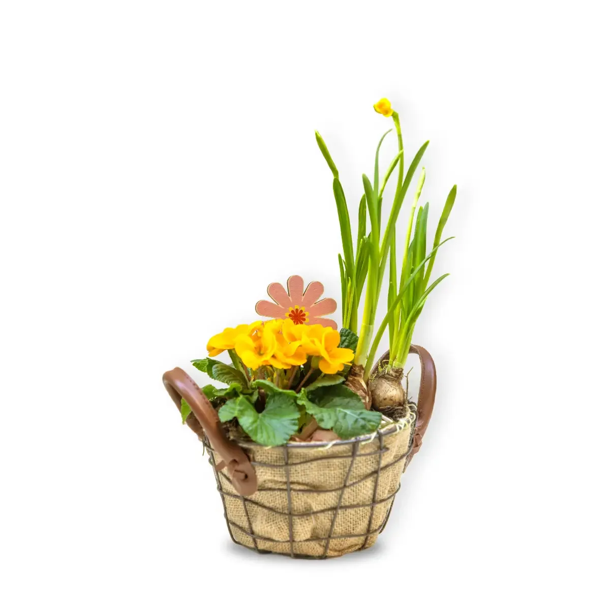 Aranjament cu Primula și Bulbi de Narcise în Coșuleț