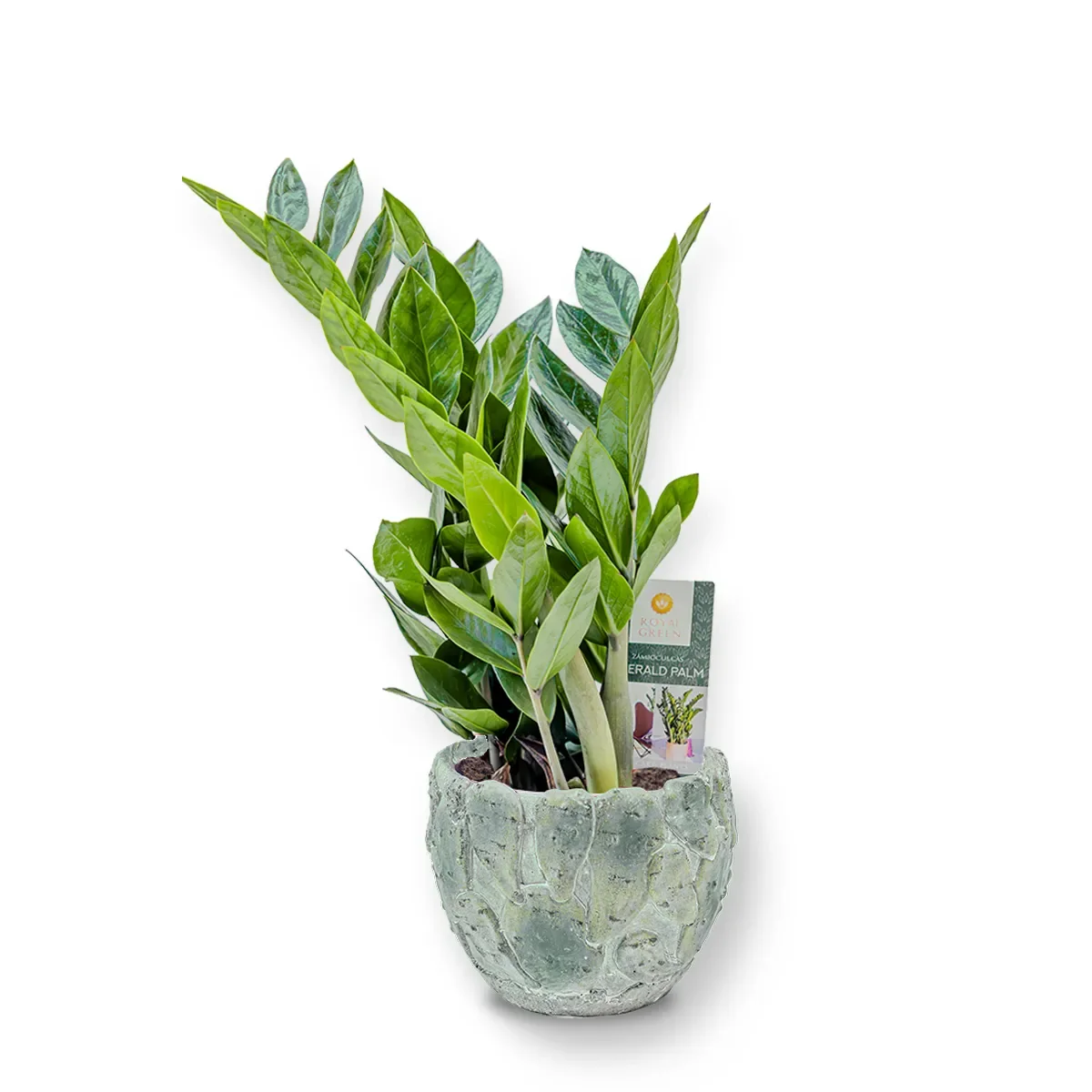 Zamioculcas în Vas Ceramic
