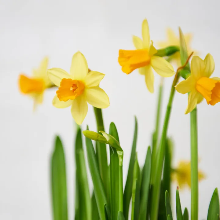 Aranjament Floral de Primavara cu Bulbi de Narcise
