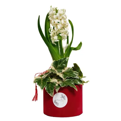 Mărțisor in Cutie Roșie cu un Bulb de Zambilă