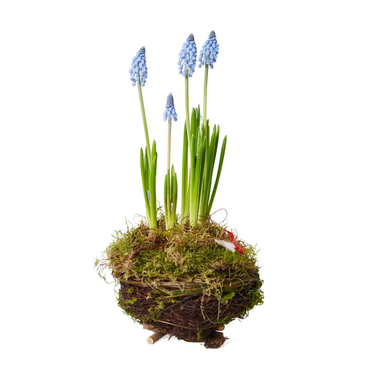 Aranjament Floral de Primavara din Delicatele Flori Bleu Muscari