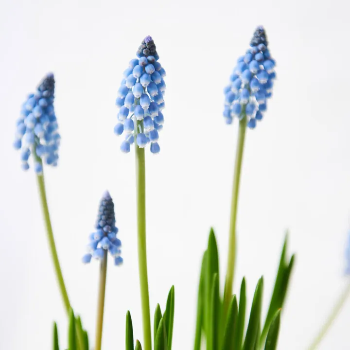 Aranjament Floral de Primavara din Delicatele Flori Bleu Muscari