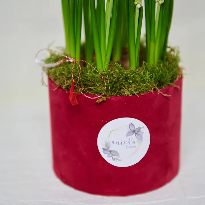 Aranjament Floral de Primavara din Flori Muscari Alb