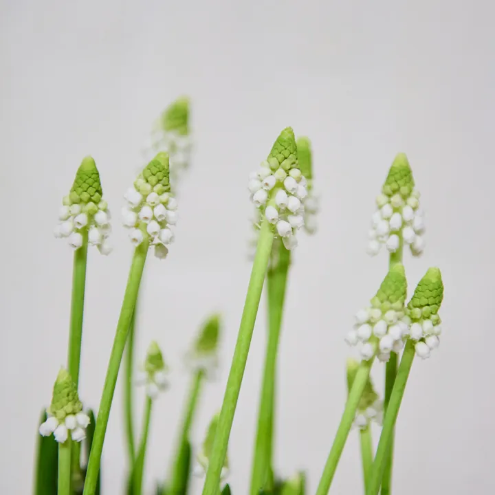 Aranjament Floral de Primavara din Flori Muscari Alb