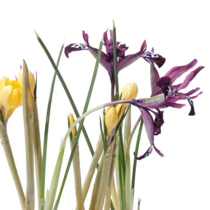 Aranjament Primăvară cu Iris Mov, Bulb de Crocus și Mușchi natural – Vas Ceramic