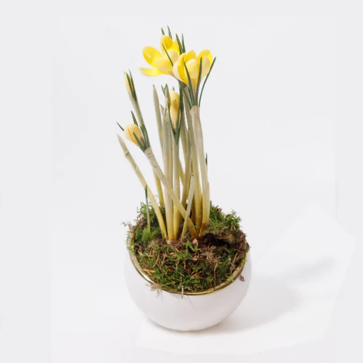 Aranjament cu Bulbi de Primăvară în Vas Ceramic Alb-Auriu și Mușchi Natural