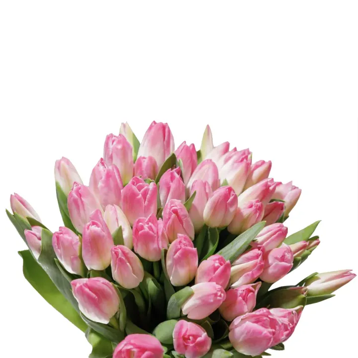 Buchet Generos cu 49 de Lalele Roz – Delicatețe în Stil Clasic